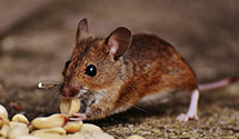 24 Hour & Emergency Exterminators in Bayport, NY
